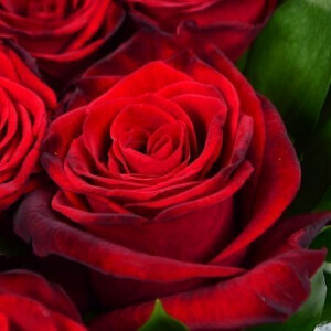 О розах и любви